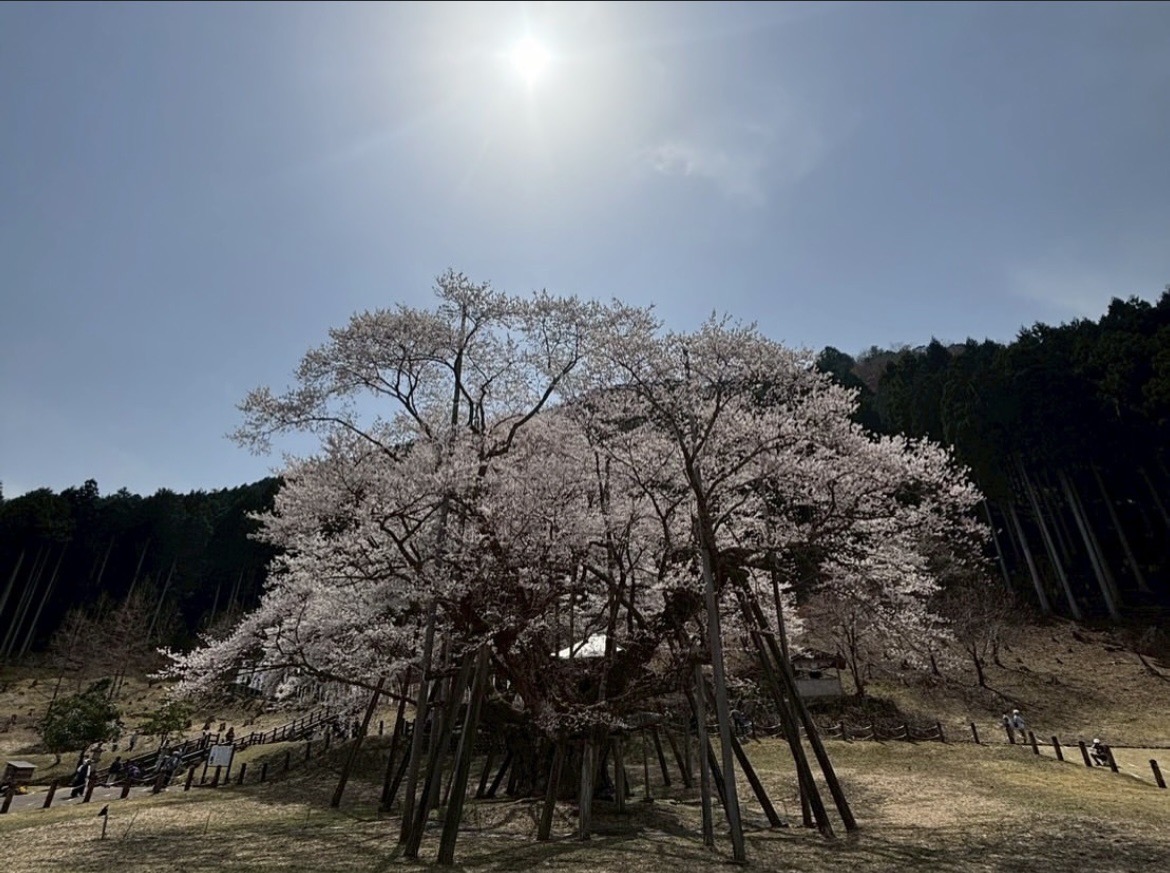 根尾にてお花見（岐阜市、一宮市：フリースクール、通...